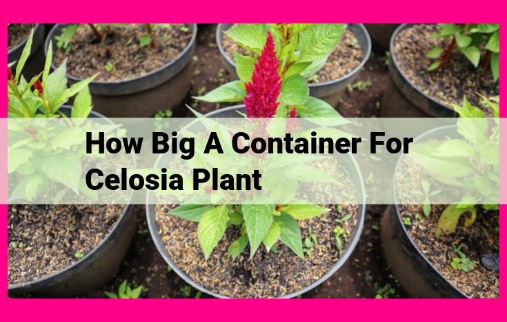 how big a container for celosia plant