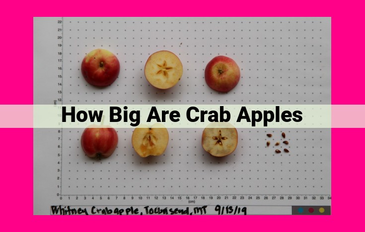 how big are crab apples