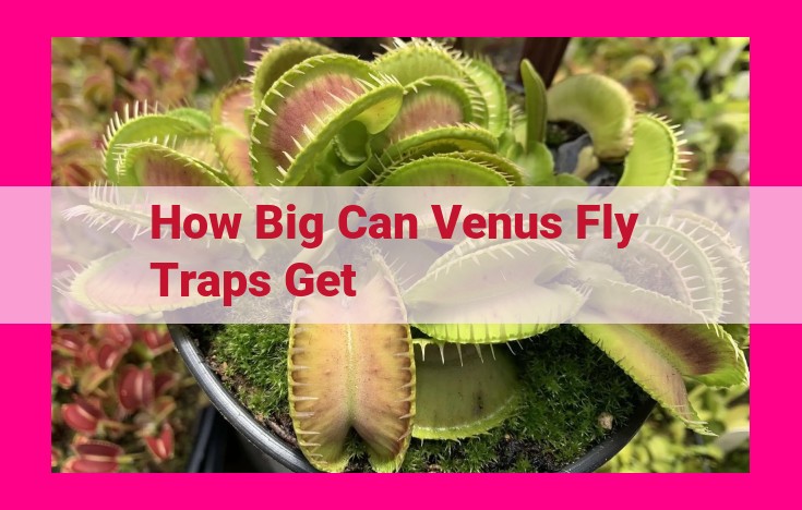 how big can venus fly traps get