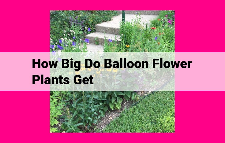 how big do balloon flower plants get