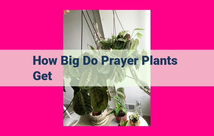 how big do prayer plants get