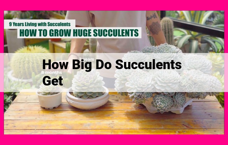 how big do succulents get