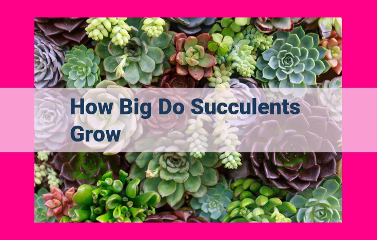 how big do succulents grow