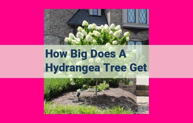 how big does a hydrangea tree get