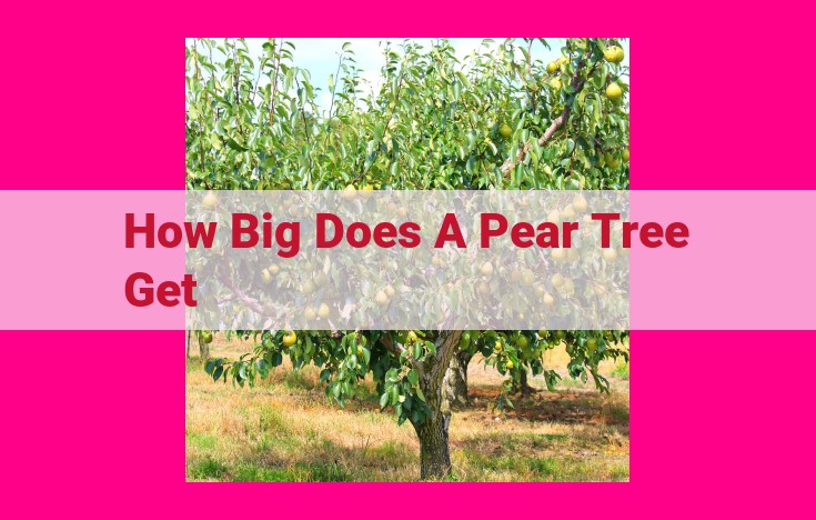 how big does a pear tree get