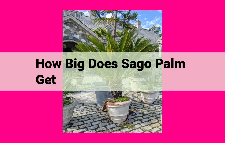 how big does sago palm get