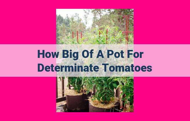 how big of a pot for determinate tomatoes