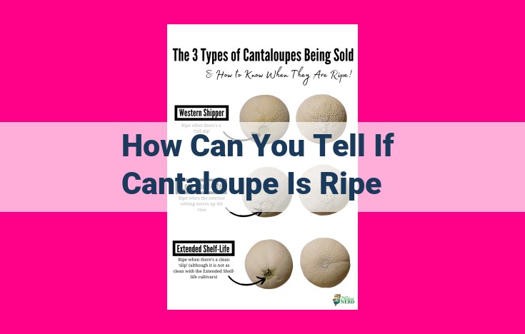 how can you tell if cantaloupe is ripe