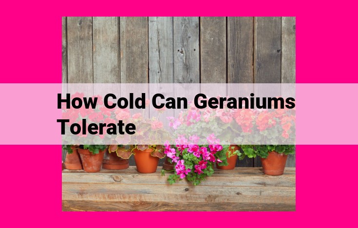 how cold can geraniums tolerate