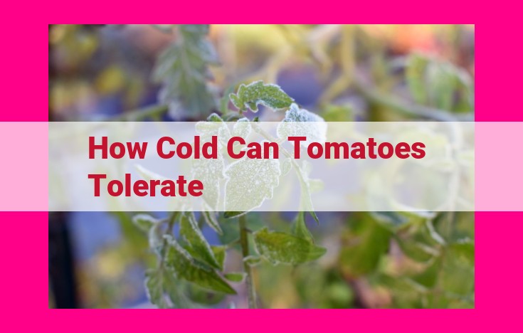 how cold can tomatoes tolerate