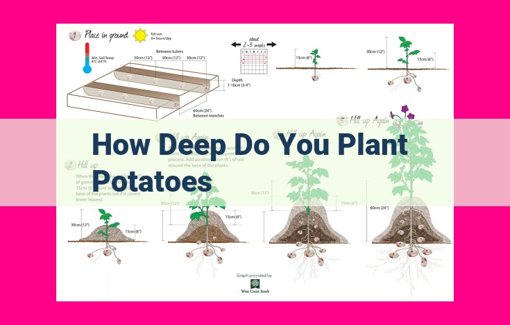 how deep do you plant potatoes