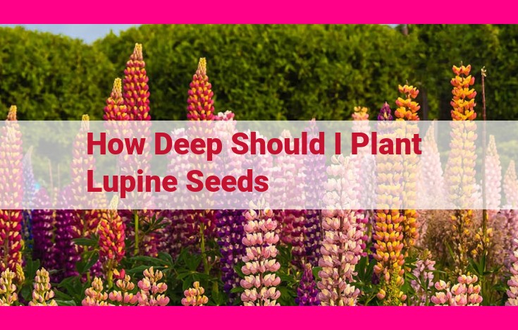 how deep should i plant lupine seeds