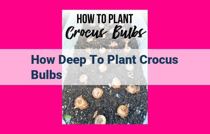 how deep to plant crocus bulbs