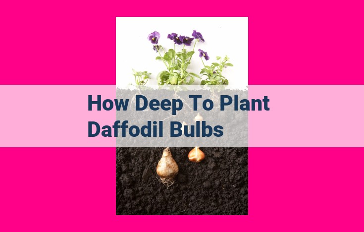 how deep to plant daffodil bulbs