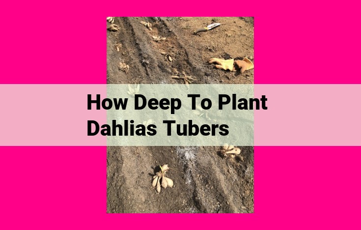 how deep to plant dahlias tubers