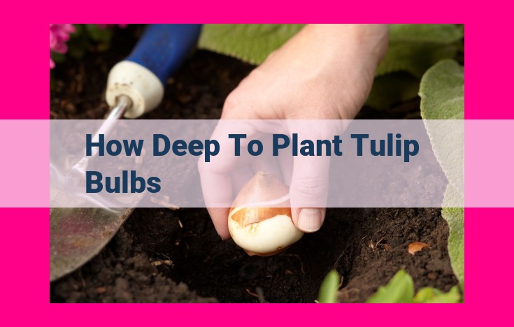 how deep to plant tulip bulbs