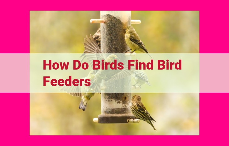 how do birds find bird feeders