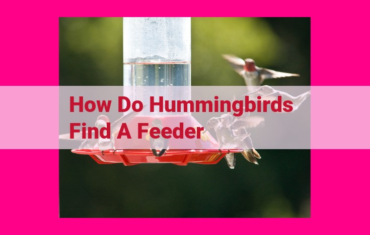 how do hummingbirds find a feeder