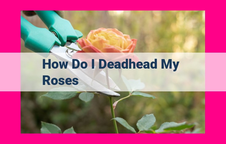 how do i deadhead my roses