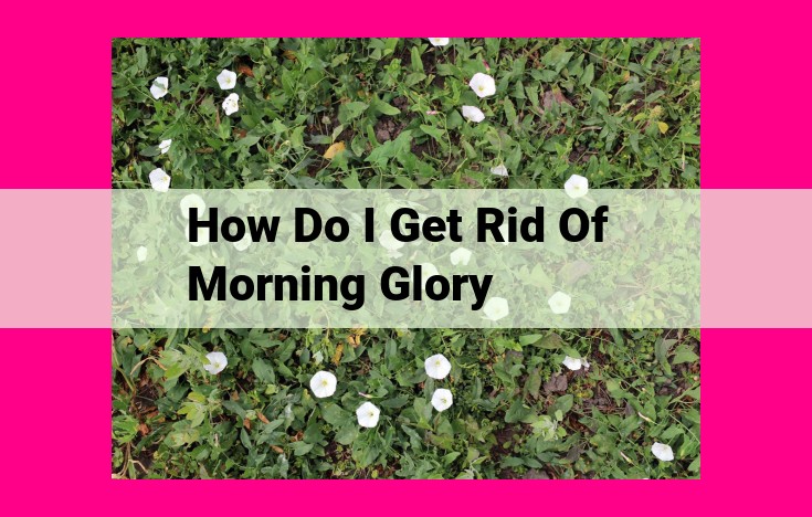 how do i get rid of morning glory