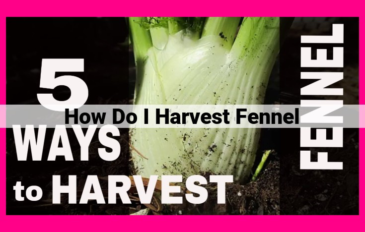 how do i harvest fennel