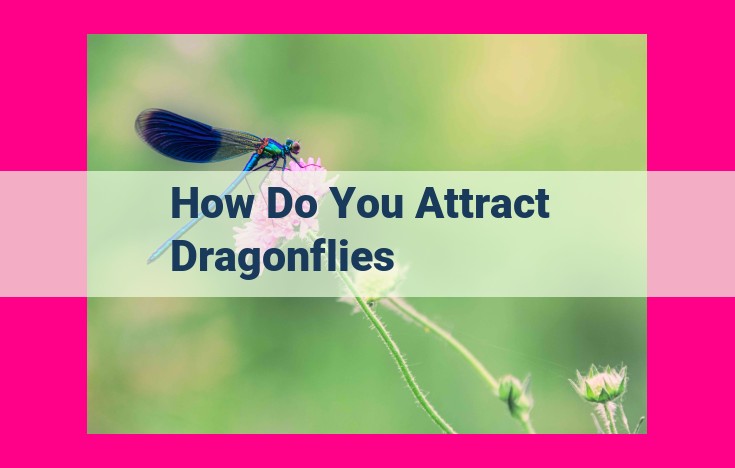 how do you attract dragonflies