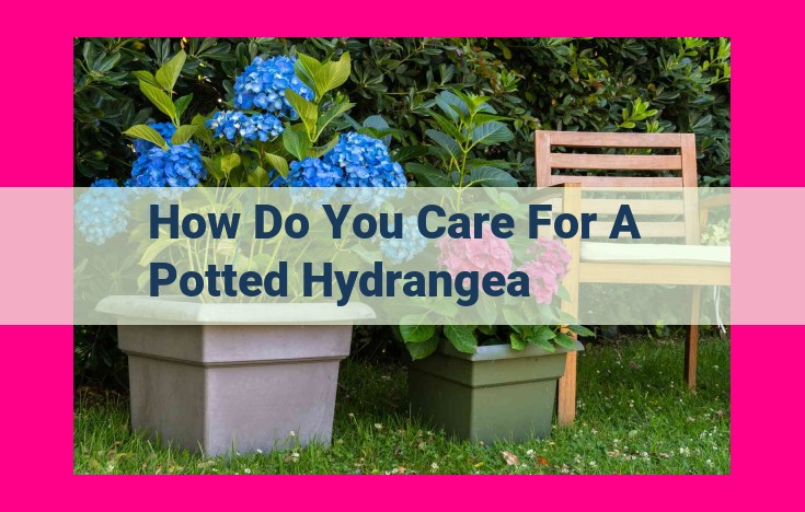 how do you care for a potted hydrangea