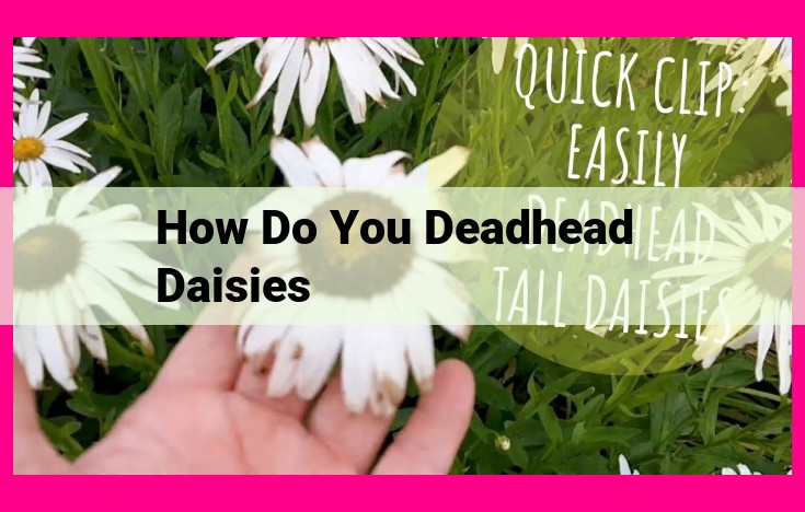 how do you deadhead daisies