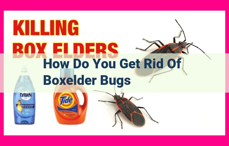 how do you get rid of boxelder bugs