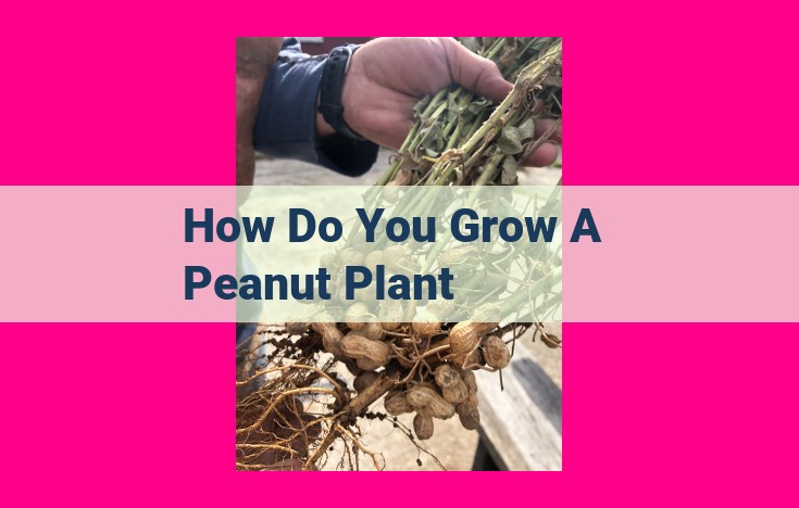 how do you grow a peanut plant