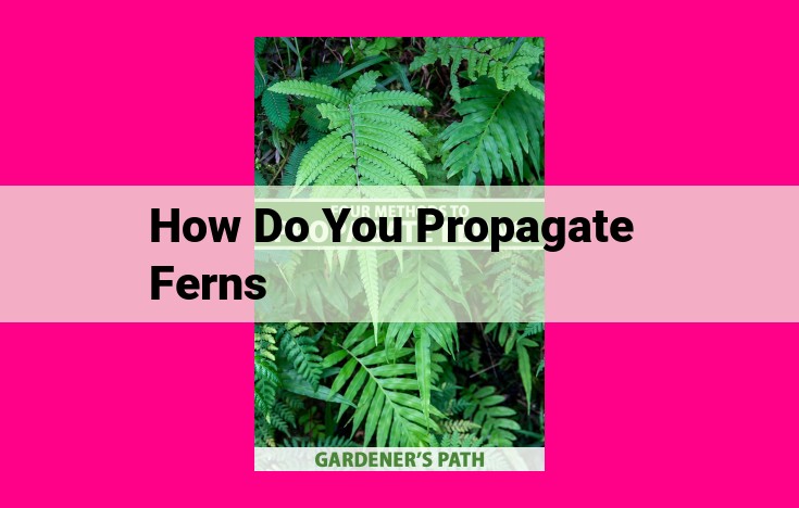 how do you propagate ferns