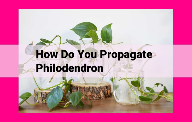 how do you propagate philodendron