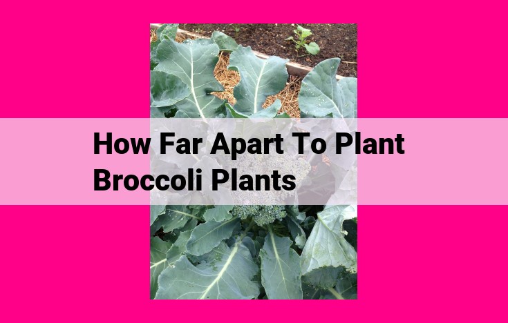 how far apart to plant broccoli plants