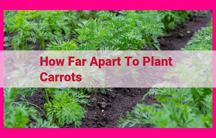 how far apart to plant carrots