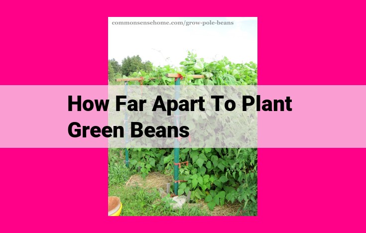 how far apart to plant green beans