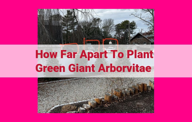 how far apart to plant green giant arborvitae