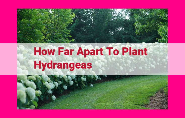 how far apart to plant hydrangeas