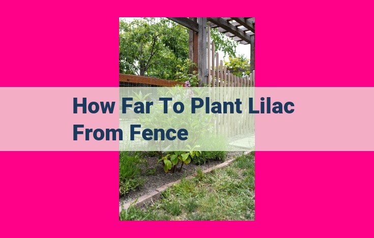 how far to plant lilac from fence