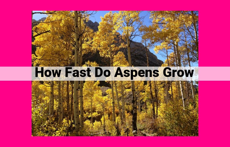 how fast do aspens grow