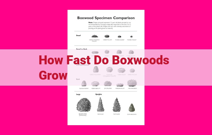 how fast do boxwoods grow