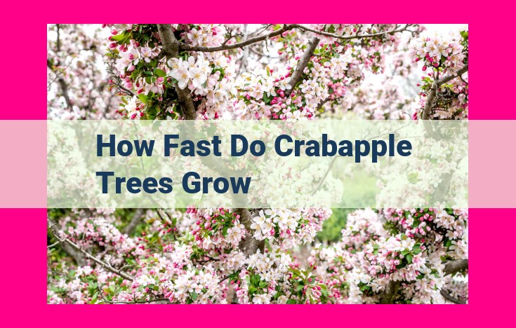 how fast do crabapple trees grow