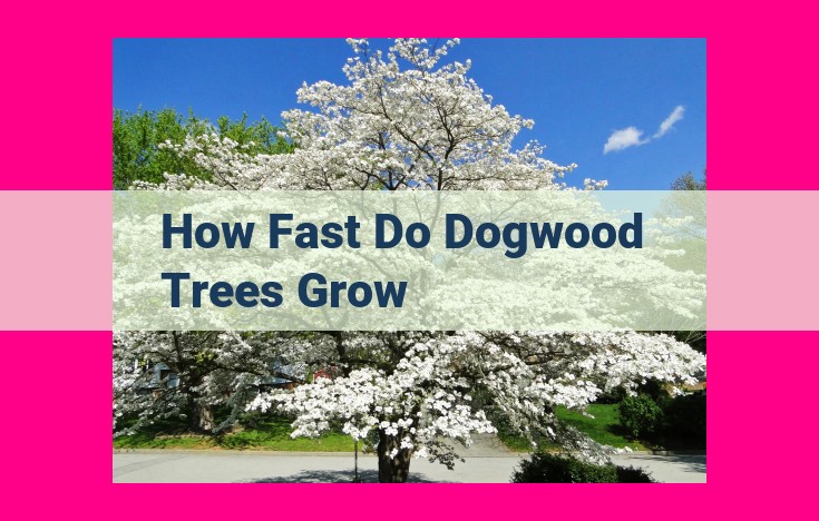 how fast do dogwood trees grow