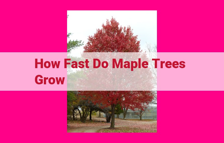 how fast do maple trees grow