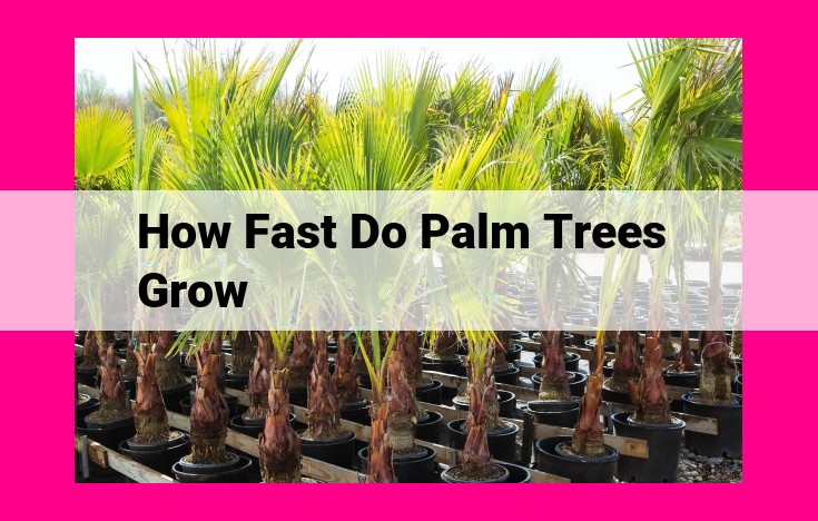 how fast do palm trees grow