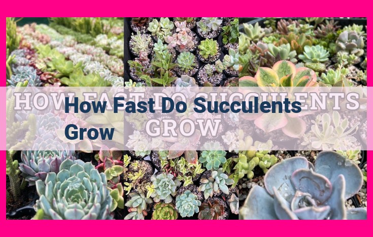 how fast do succulents grow