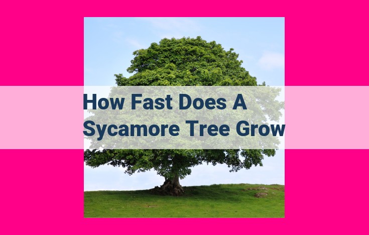 how fast does a sycamore tree grow