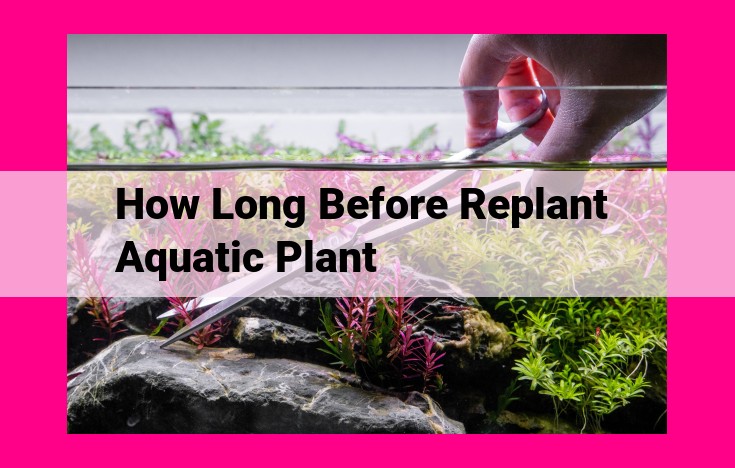 how long before replant aquatic plant