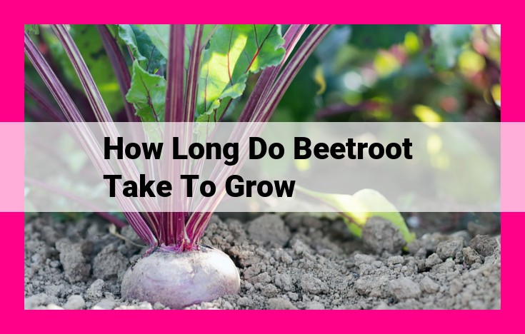 how long do beetroot take to grow