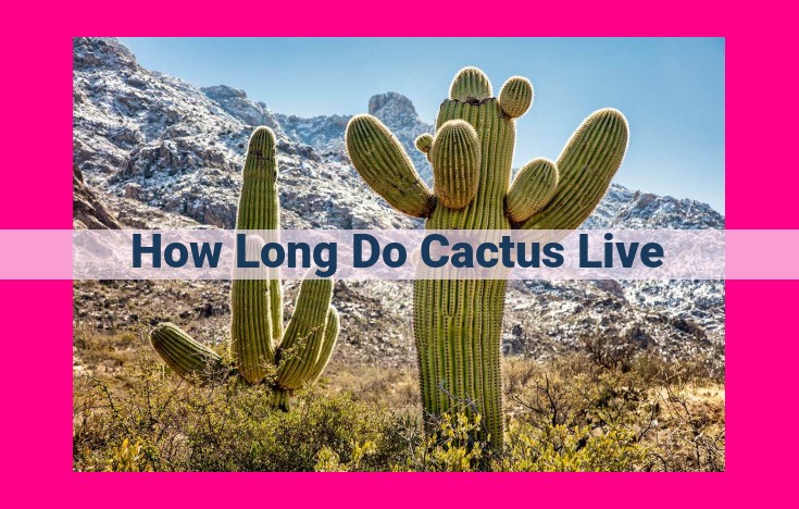 how long do cactus live