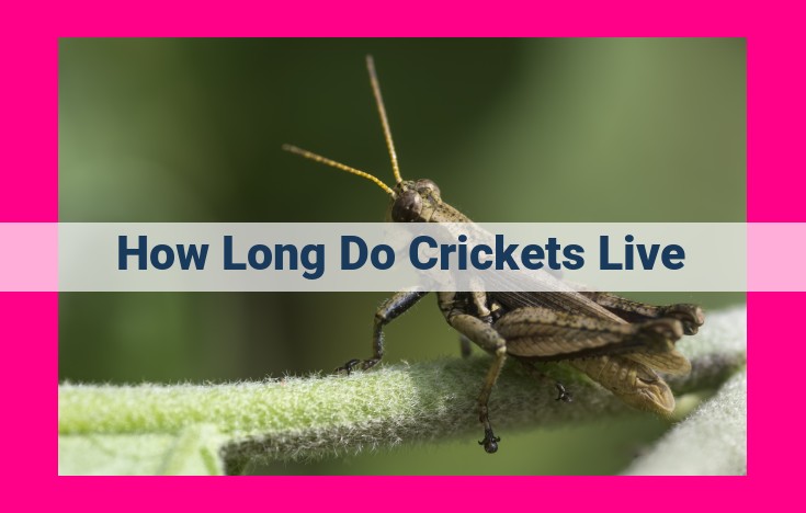 how long do crickets live